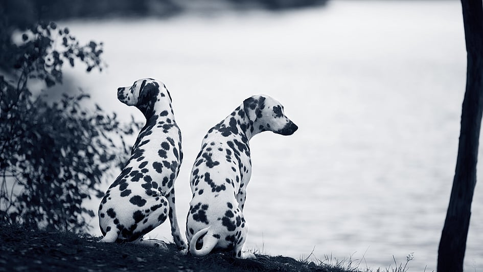 To hunde sidder ved siden af hinanden.