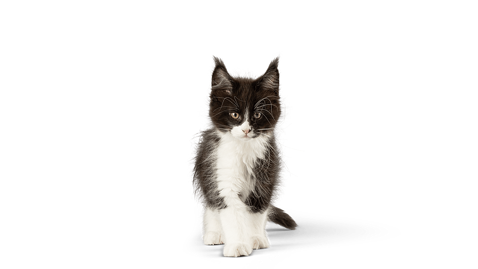 En kat, der står på en sort baggrund.