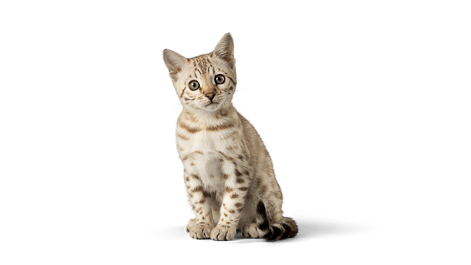 En kat, der sidder på en sort baggrund.