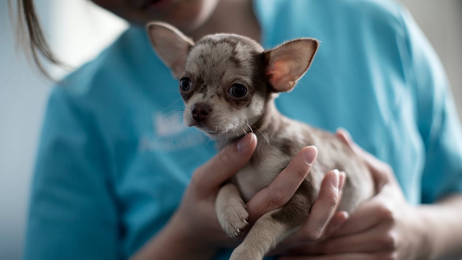 En person, der holder en lille hund.