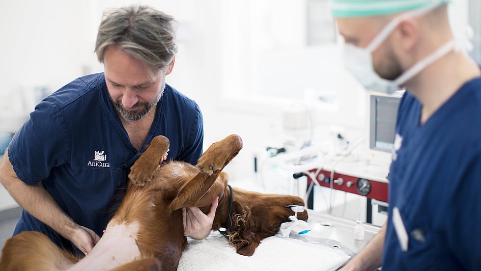 En gruppe dyrlæger, der undersøger en hund.