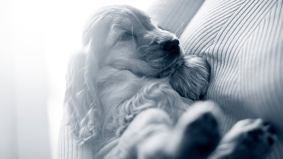 En hund, der ligger på en sofa.