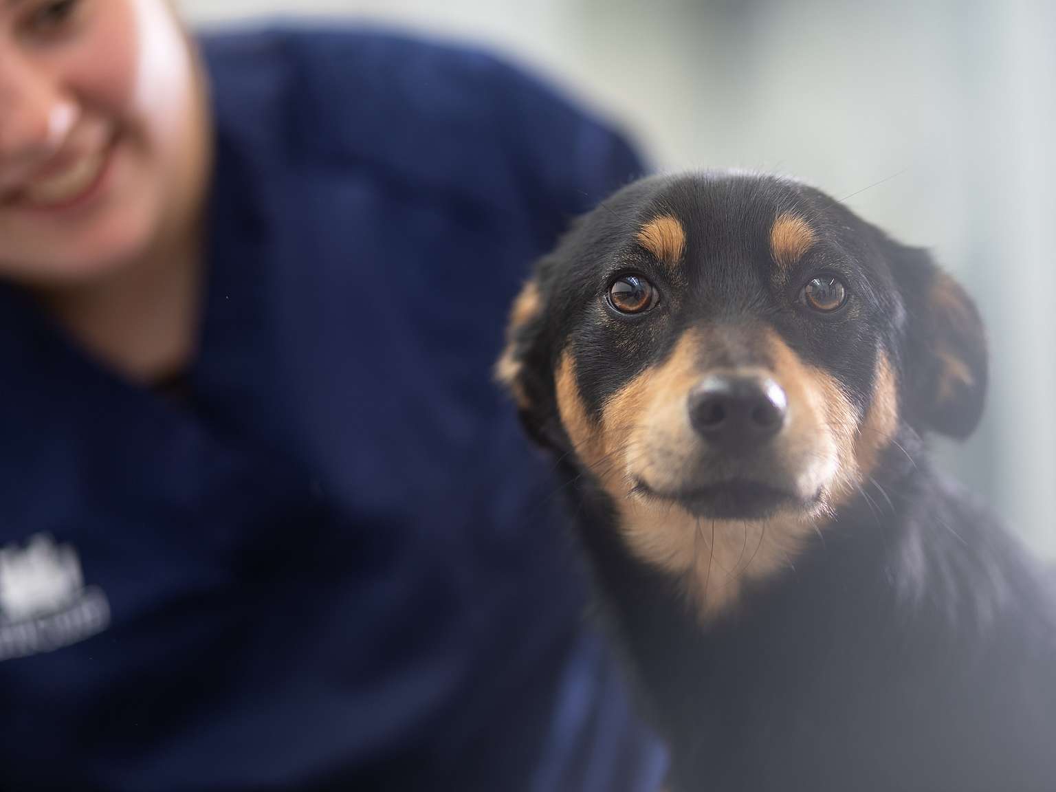 Hund der kigger ind i kameraet