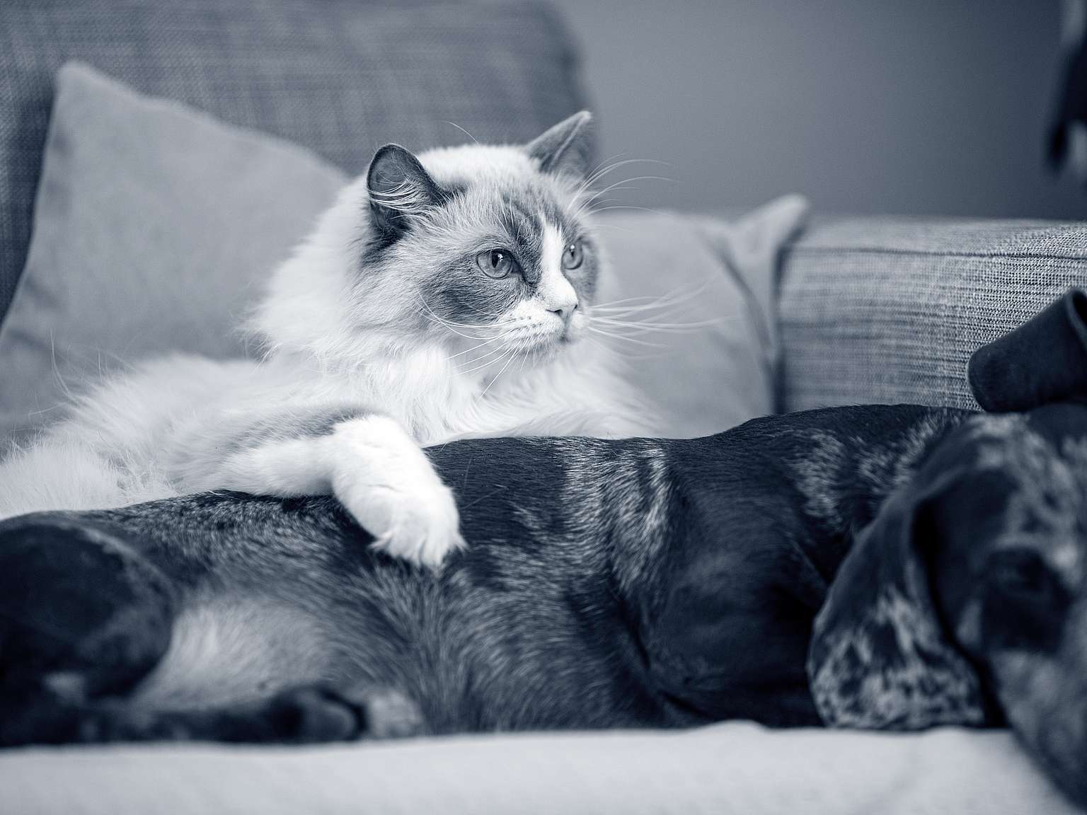 hund og kat