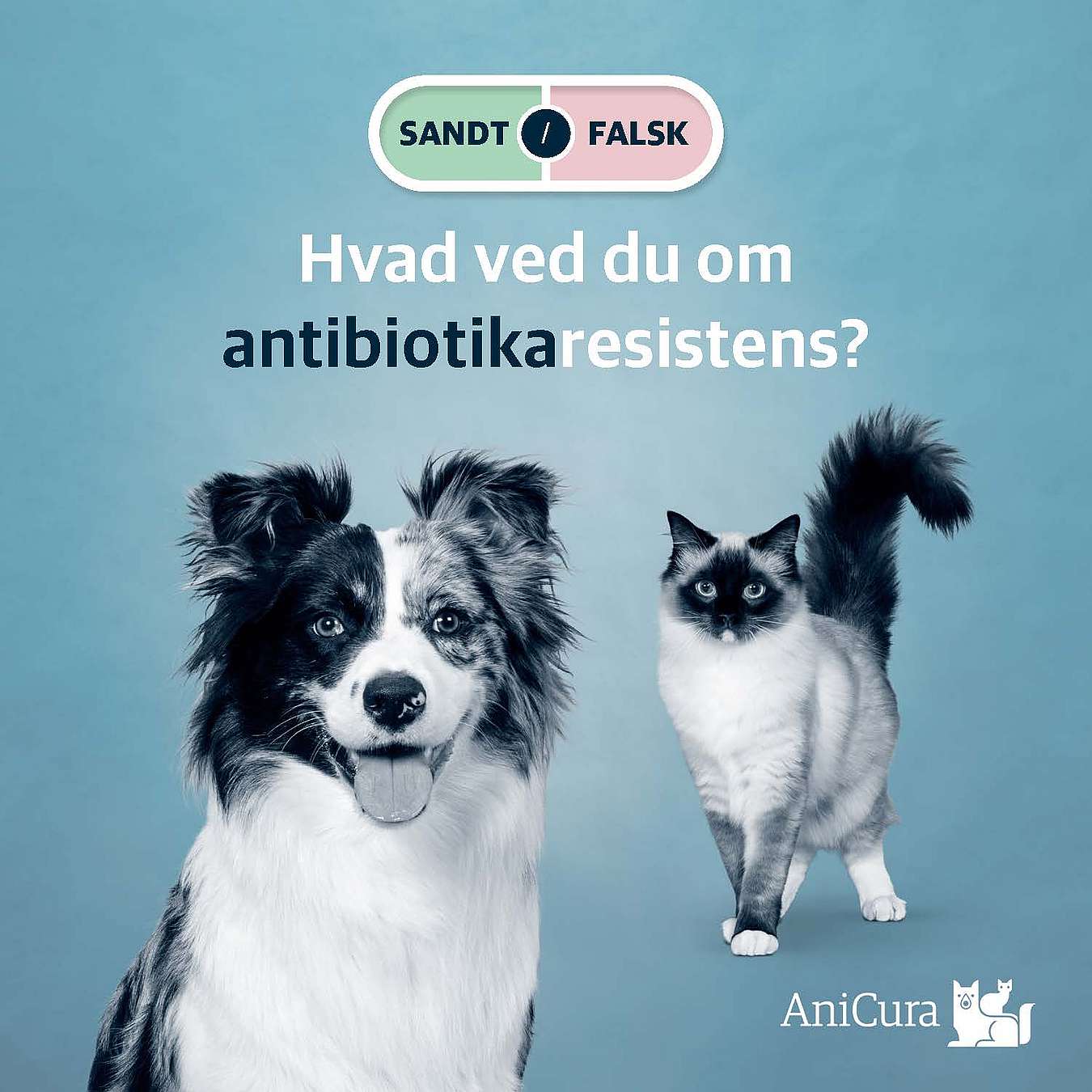 Quiz billede med hund og kat