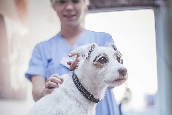 En person i en blå skjorte og blå scrubs, der klapper en hund.