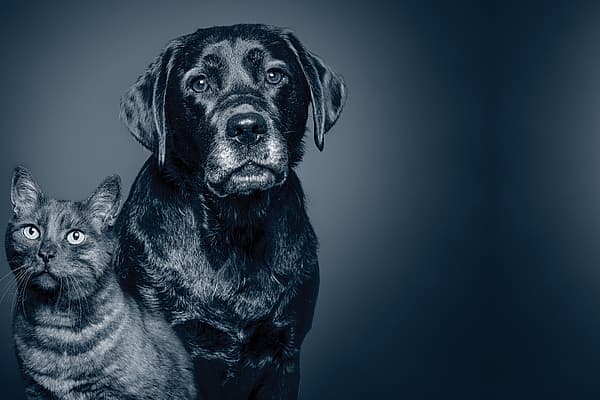 En hund og kat, der kigger ind i kameraet.