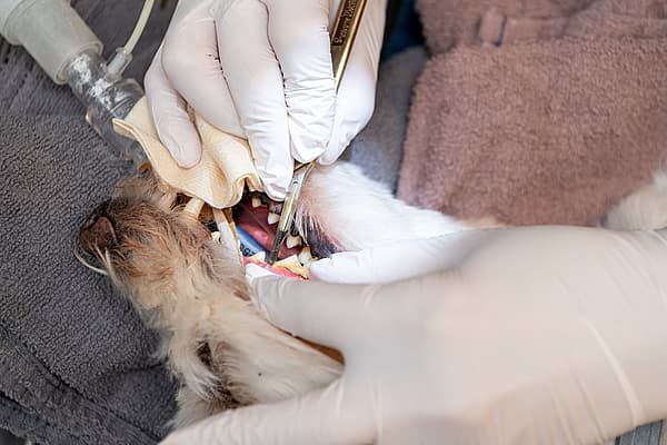 En hund, der undersøges af en tandlæge.