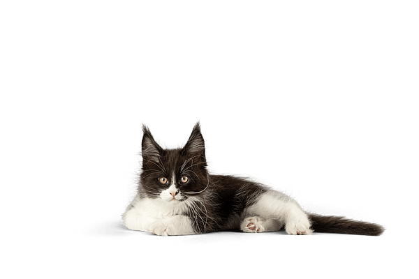 En kat, der ligger på en sort baggrund.