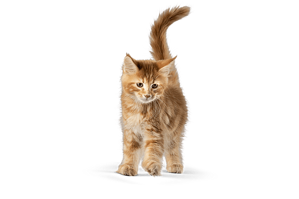 En kat, der står på en sort baggrund.