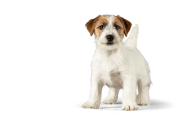 En hvid og brun hund, der står på en sort baggrund.