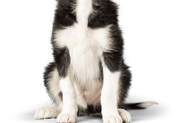 En hund, der sidder og kigger op.