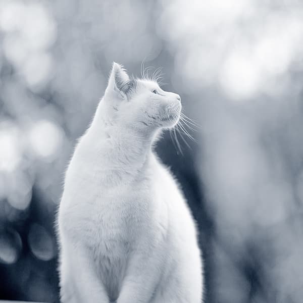 En hvid kat, der kigger op.
