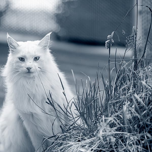 En hvid kat, der sidder foran en plante.