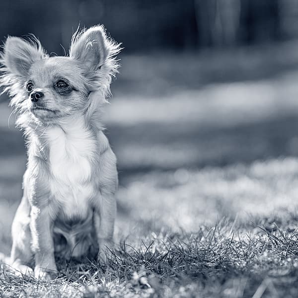 En lille hund, der sidder i græsset.