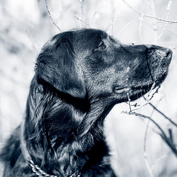 En hund, der kigger op på et træ.