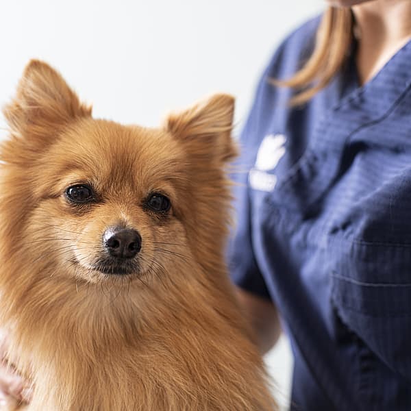 En hund, der bliver klappet af en person.