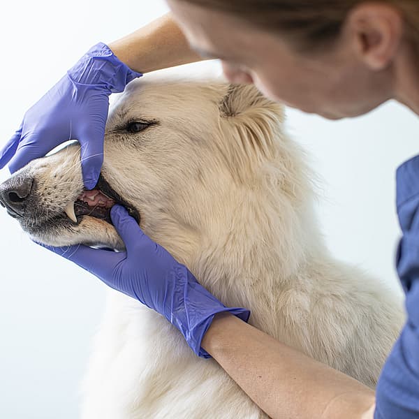 En person i blå handsker, der rører ved en hunds mund.