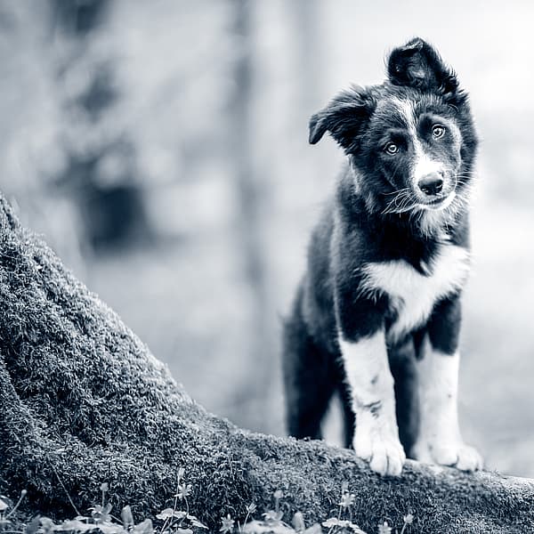 En hund, der står på en træstamme.