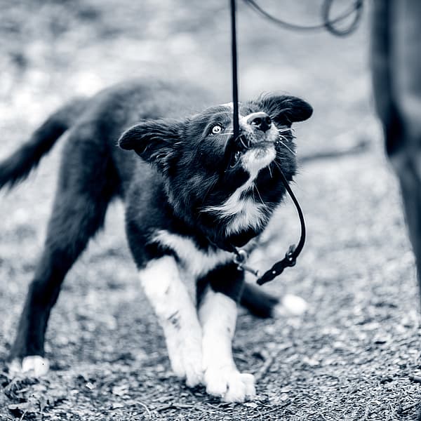 En hund i snor.