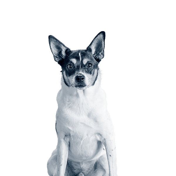 En hund, der sidder og kigger ind i kameraet.