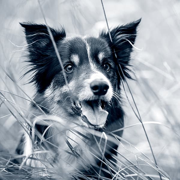 En hund i højt græs.