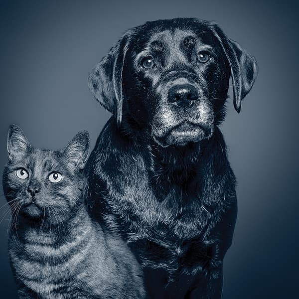 En hund og kat, der kigger ind i kameraet.