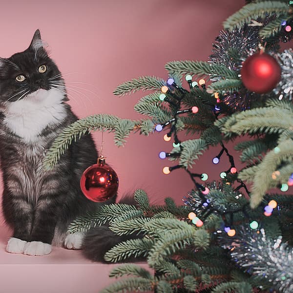 En kat, der sidder ved siden af et juletræ.