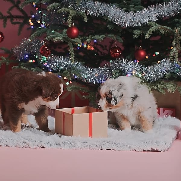 To hvalpe kigger på en gave under et juletræ.