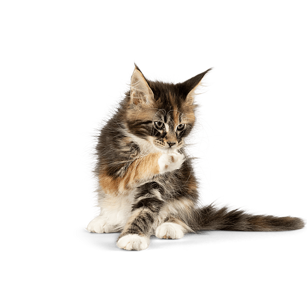 En kat med poten på poten.