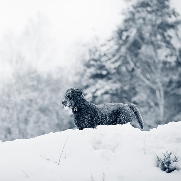 En hund, der står i sneen.