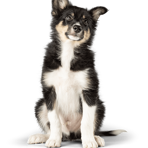 En hund, der sidder og kigger op.