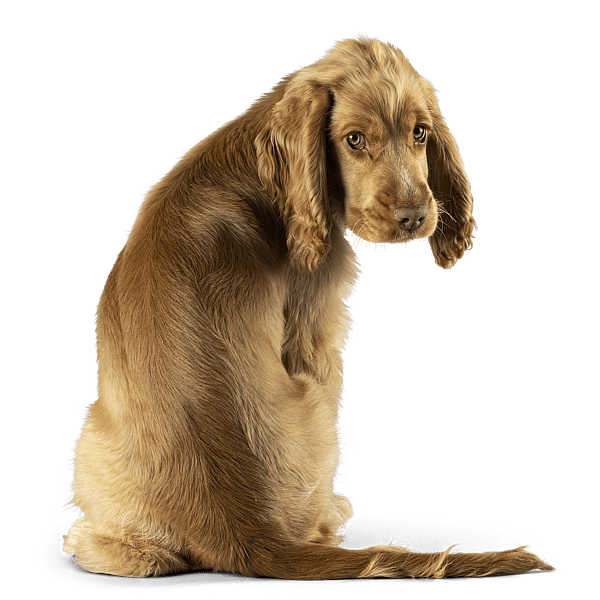 En hund, der sidder på en sort baggrund.