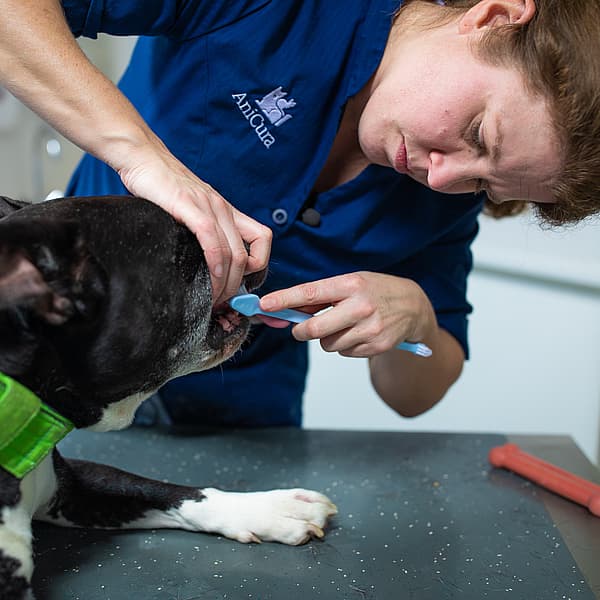 En person, der børster en hunds tænder.