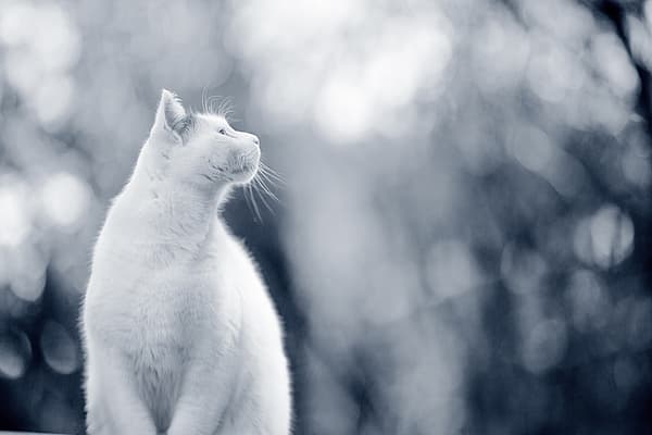 En hvid kat, der kigger op.