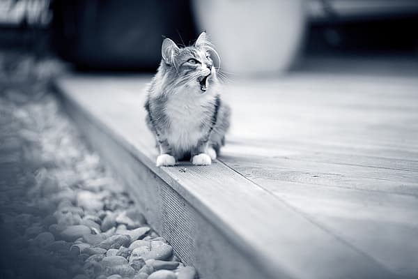 En kat, der sidder på en træoverflade.