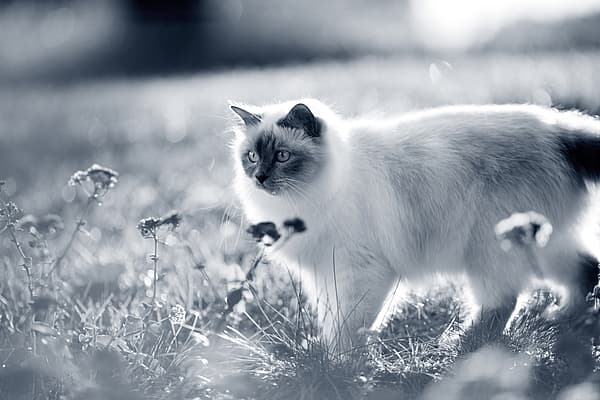 En kat, der står i græsset.