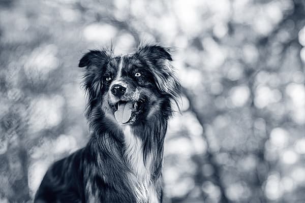 En hund med tungen ud.