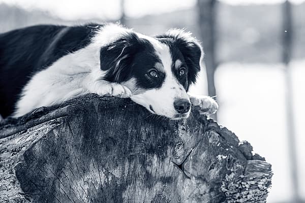 En hund, der ligger på en træstub.