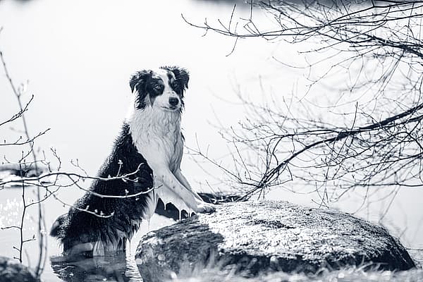 En hund, der står på en sten i vand.