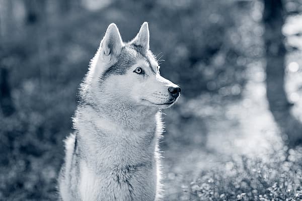 En hund, der sidder i græsset.