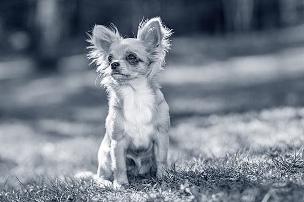En lille hund, der sidder i græsset.