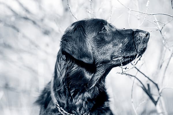 En hund, der kigger op på et træ.
