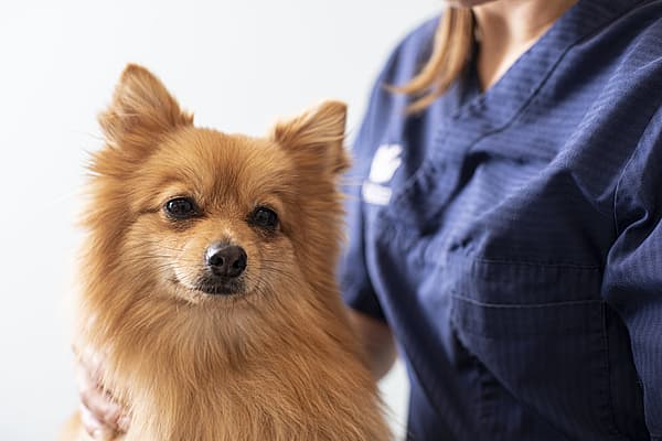 En hund, der bliver klappet af en person.