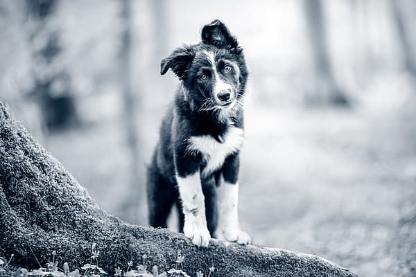En hund, der står på en træstamme.