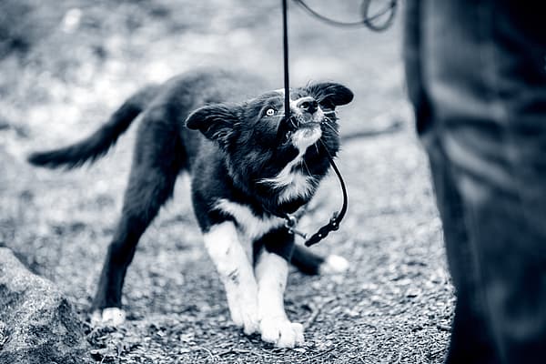 En hund i snor.