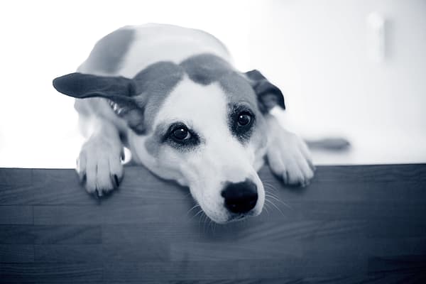En hund med hovedet på en træoverflade.