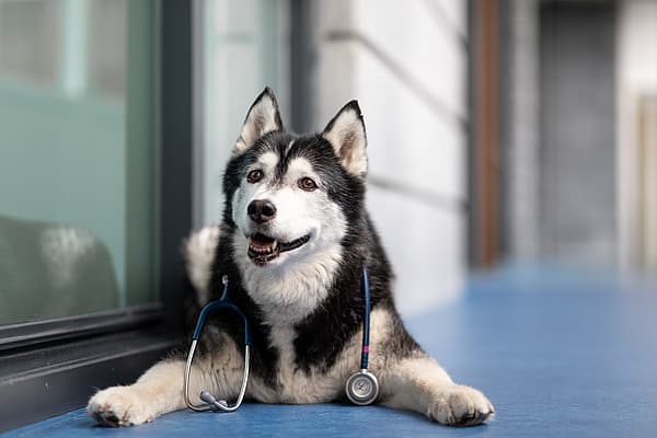 En hund med et stetoskop om halsen.