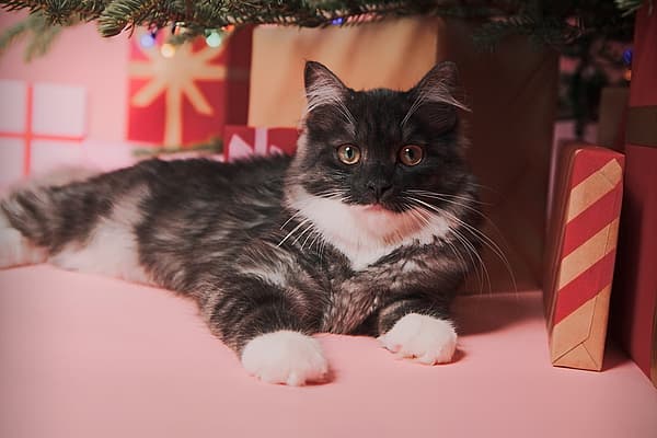 En kat, der ligger under et træ.