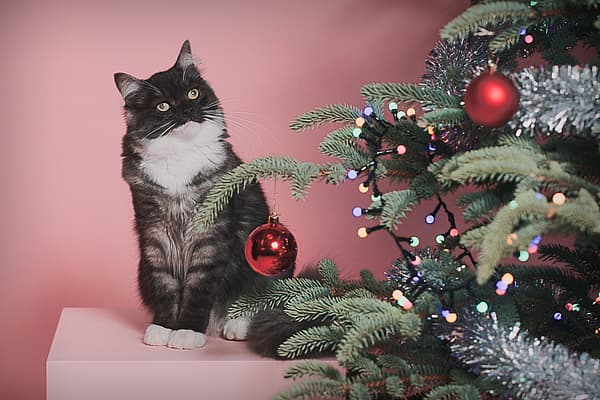 En kat, der sidder ved siden af et juletræ.